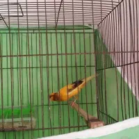 فورشی|پرنده|شفت, |دیوار