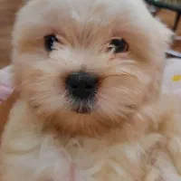 سگ شیتزو کراس|سگ|تهران, پردیسان|دیوار