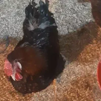 جوجه ویاندوت بلک رد ۱۰روزه