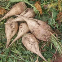 چغندر