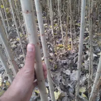 پخش انواع نهال های درجه یک با نژاد برتر|خدمات باغبانی و درختکاری|ابهر, |دیوار