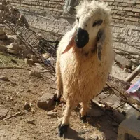 بره نر یا گورگ