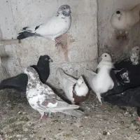 کفتر بیله نر