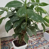 گل طبیعی|گل و گیاه طبیعی|ایوان, |دیوار