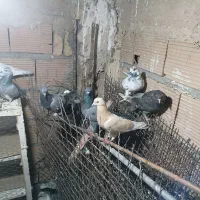 کفتر|پرنده|قرچک, ولی آباد|دیوار