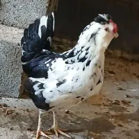 تخم مرغ