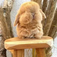 مرکزاصلی(فروش خرگوش مینیاتورلوپ)مینیاتوری مینی لوپ