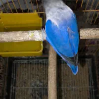 برزیلی ماده کاربنی وارداتی|پرنده|اردبیل, |دیوار