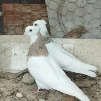 طوقی ماده