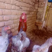 خروس قرمز|حیوانات مزرعه|اردبیل, |دیوار