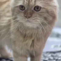 گربه نر نژاد پرشین گلد عروسکی|گربه|اهواز, شهرک توسعه نیشکر|دیوار