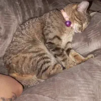 گربه نژاد D S H (نر) واگذاری رایگان