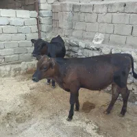 گوساله