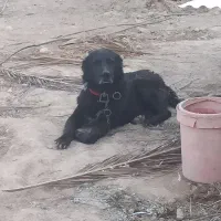 فروش یک قلاده سگ قدر جونی درشت سه ساله .گله ای