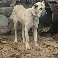 توله سگ‌سرابی