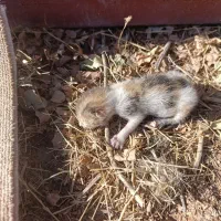 واگذاری رایگان بچه گربه