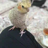 عروس هلندی کاملا رام ودستی|پرنده|آبیک, |دیوار