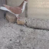 کبوتررنگی|پرنده|تاکستان, |دیوار