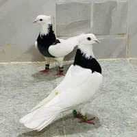کبوتر دو جفت طوقی