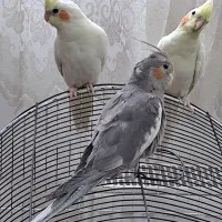 عرووس هلندی