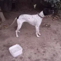 توله مخصوص دمبلان(ترافل)