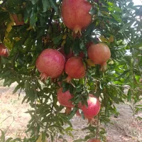 انار|خوردنی و آشامیدنی|کوهنانی, |دیوار