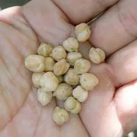 نخود خوراکی زود پز امسال