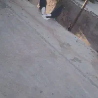 زاغ دم سفید