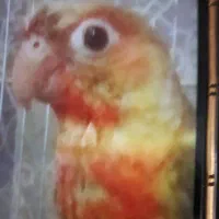 یک طوطی گیرینچیک گمشده