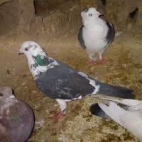 فروش ۱۰عددکبوتر