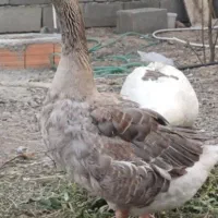 غاز محلی و سه عدد قو غاز