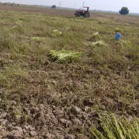 کنجد|خوردنی و آشامیدنی|باوی, |دیوار