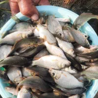 ماهی کپور|ماهی|اصفهان, باتون|دیوار