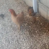 مرغ باهفت تاجوجه|حیوانات مزرعه|سیجوال, |دیوار