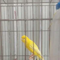 قناری|پرنده|تهران, هفت حوض|دیوار