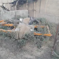 دیسک ۳۲ پره ۲۲ اینچ اینچ گروه برتر مشهد احمد زاده