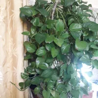 گل جوان|گل و گیاه طبیعی|نجفآباد, یزدانشهر|دیوار