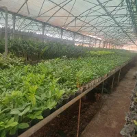 گارگر گلخانه