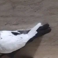 کبوتر سینه سیاه