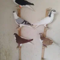 چپ کفتربوم