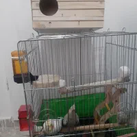 تعدادی عروس هلندی