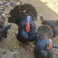 بقلمون جوان عالی