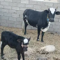 گاو فروشی برای مالداری|حیوانات مزرعه|هیدوچ, |دیوار