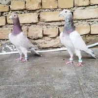 کبوتر کفتر کوهی نامور