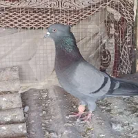 کفتر کله کلاهی طوقی سور وسبز کلاهی نر