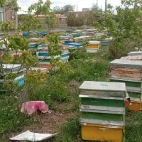 عسل طبیعی|خوردنی و آشامیدنی|قشلاق دشت, |دیوار