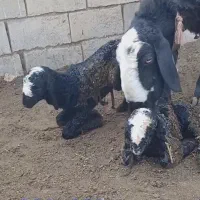 دامــپــروران ژـن گوسفند sreior|حراج|مهریز, |دیوار