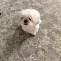 سگ آپارتمانی