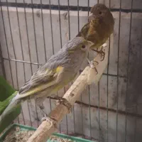 قناری فنچ مرغ عشق طوطی کوتوله کبوتر مرغ