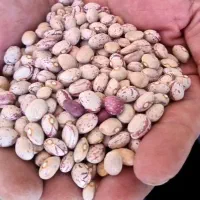 فروش لوبیا چیتی بوجاری شده